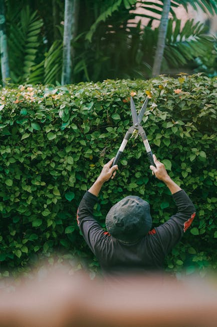 A person wearing a dark long-sleeved shirt and a black cap is trimming a dense, well-maintained hedge with a pair of large pruning shears during daytime. The hedge, composed of small, glossy green lea