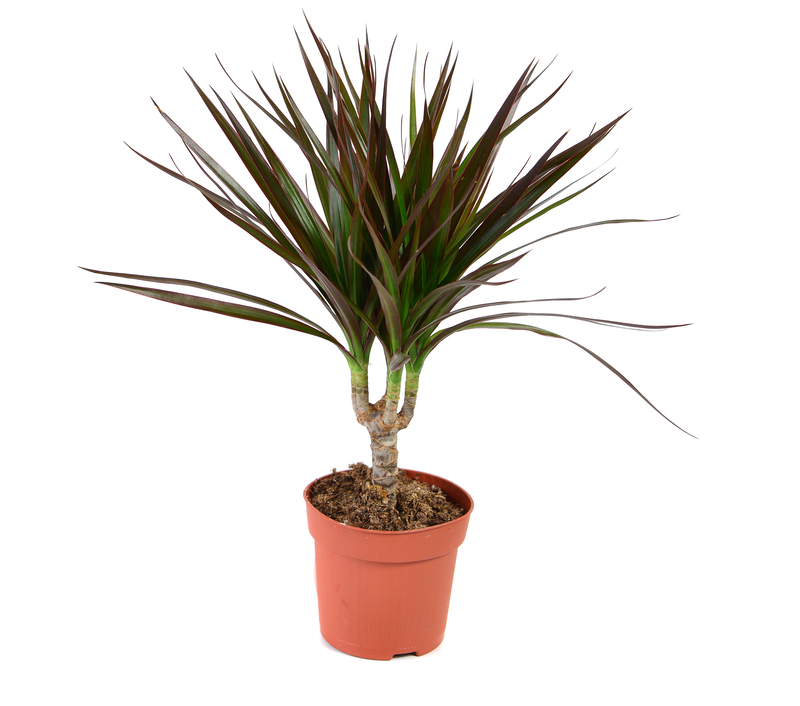 Craft Your Personal Haven by Selecting the Best Tall-Potted Plants for Private Outdoor Spaces