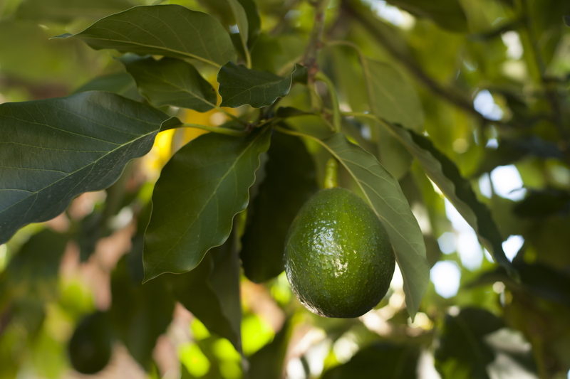 Craft Your Personal Haven by Selecting the Best Tall-Potted Plants for Private Outdoor Spaces